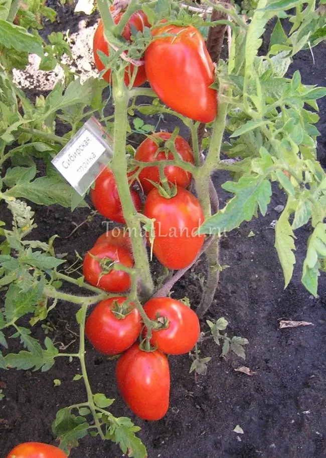 Особенности выращивания томата Сибирская тройка, посадка и уход