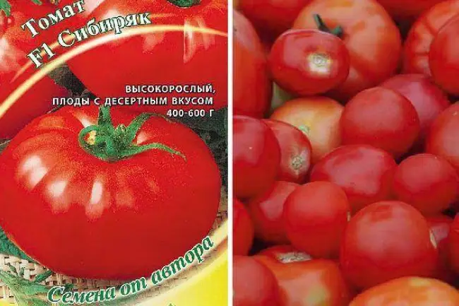 Характеристика и описание сорта томатов Сибиряк, Сибирячок и Мамин Сибиряк, их урожайность