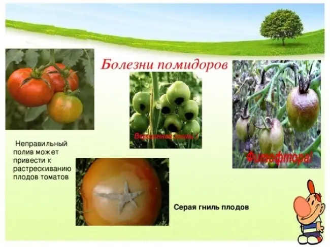 Наблюдения показали, что серой гнилью поражаются стебли, как у томата, так и у огурца, но чем вегетационный период короче, тем распространение заболевания ниже