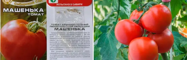 Описание и урожайность томата Наша Маша с фото и отзывами