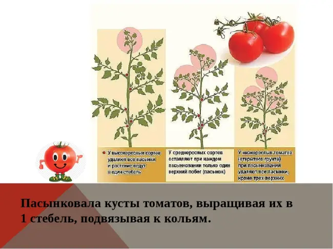Размножение томатов стеблевыми черенками