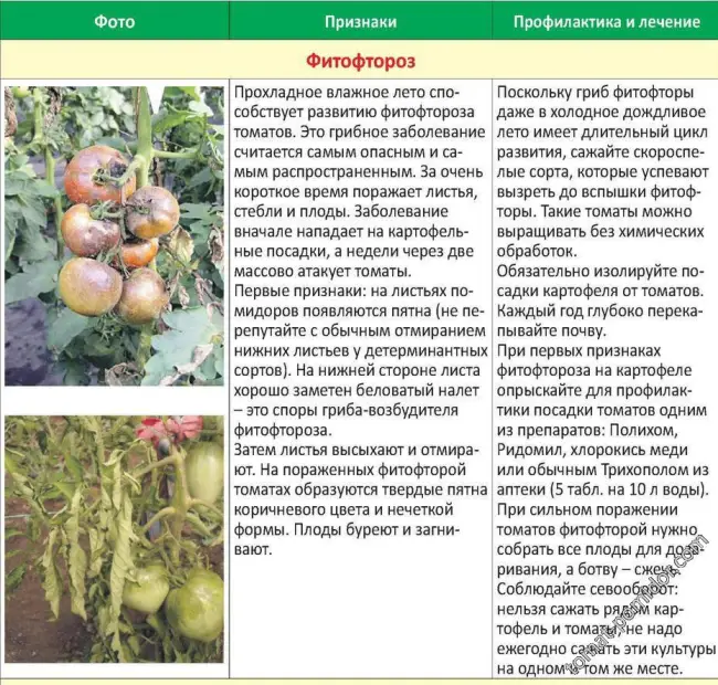 Описание и характеристика томата Кубань, отзывы, фото