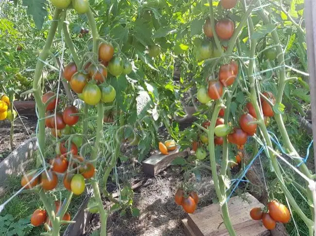 Особенности выращивания помидоров Де барао, посадка и уход