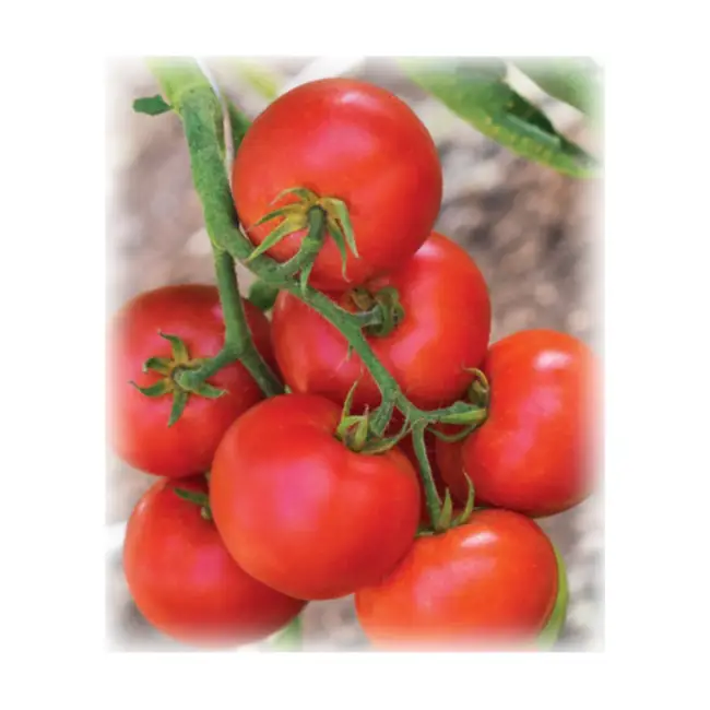 Особенности выращивания томата Дар Заволжья, посадка и уход