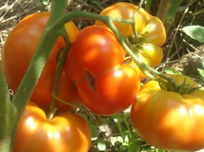 Болезни и вредители оранжевого томата (помидора)