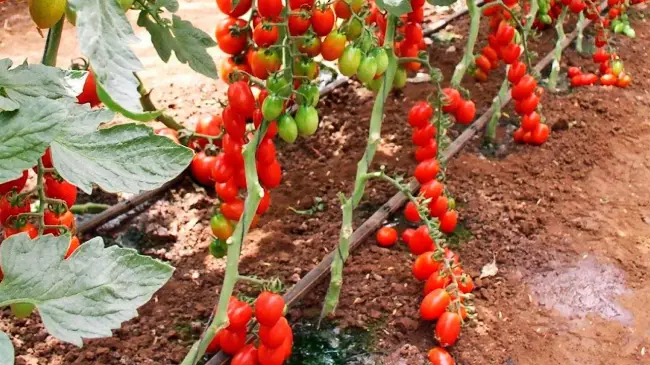 Особенности выращивания томата, посадка и уход