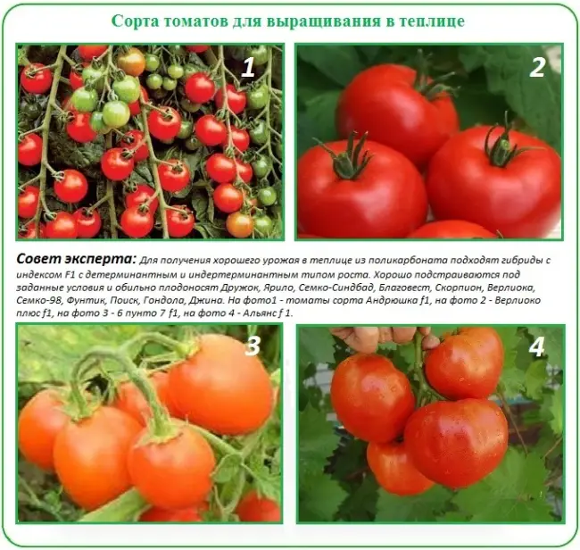 Особенности выращивания томатов Грибное лукошко, посадка и уход
