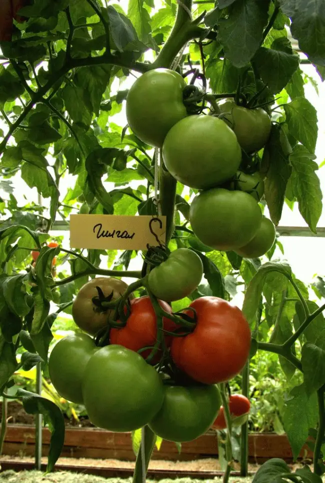 Отзывы о томатах Гилгал от садоводов