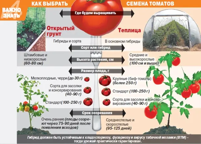 Как выбрать подходящие сорта томатов для рассады
