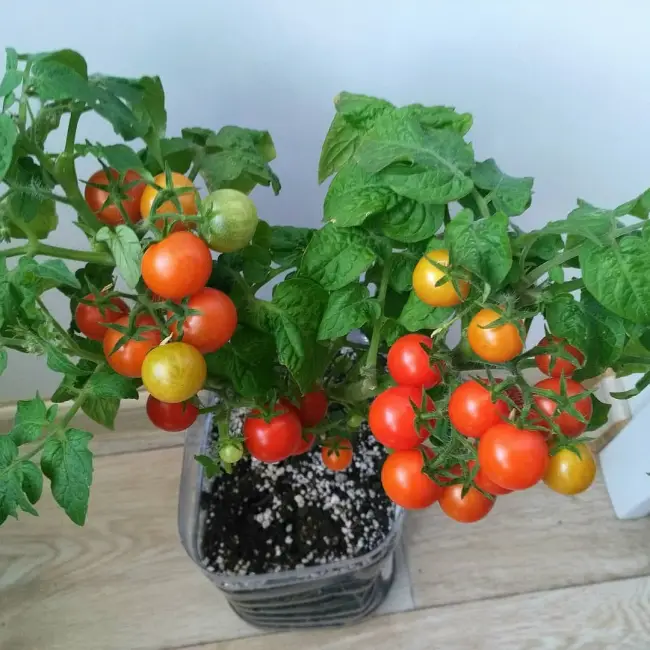 Нюансы выращивания, характеристика и описание томата сорта Красная Шапочка