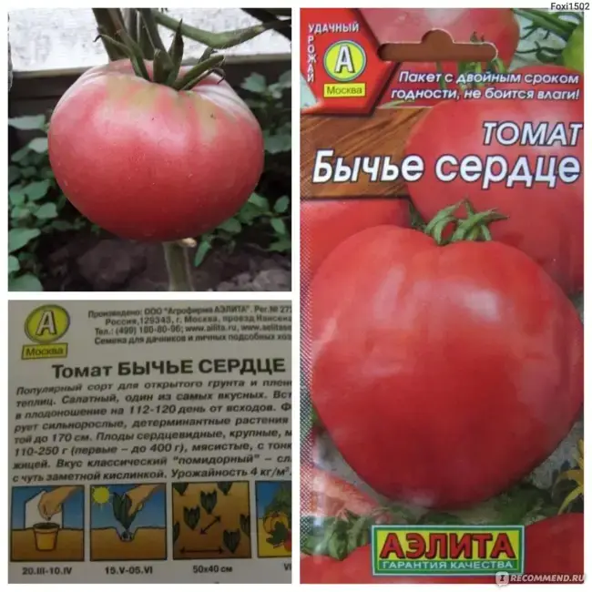 Характеристика томата Сахарок и агротехника культивирования в закрытом грунте