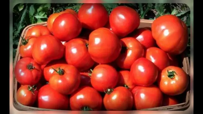 Сбор томатов на хранение