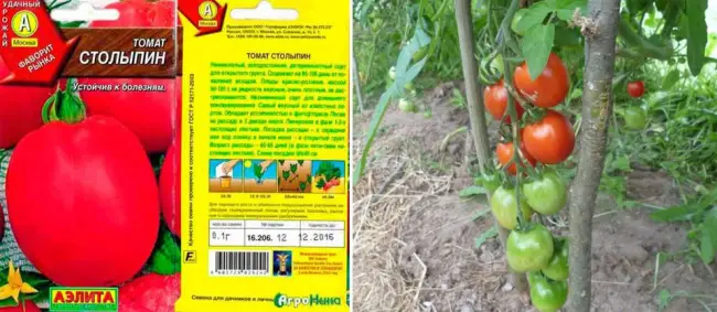 Особенности выращивания помидоров Столыпин, посадка и уход