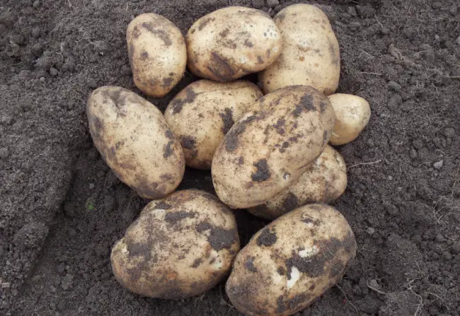Посадка и выращивание картофеля сорта Сынок