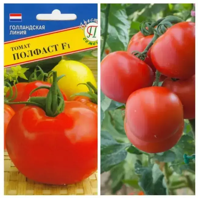 Описание и характеристика сорта томата Мятные, отзывы, фото