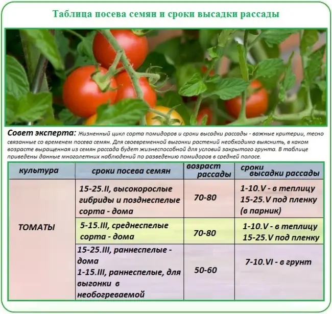Сроки посадки семян на рассаду и правильный уход за томатами (с фото и видео)