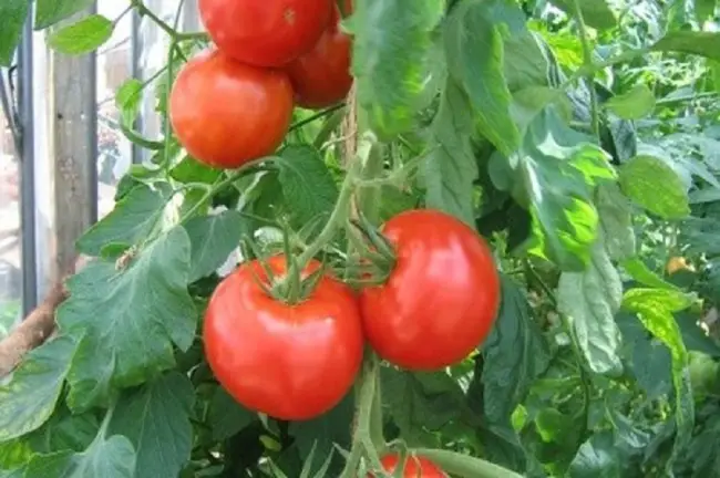 Преимущества и недостатки, как отзываются о помидорах садоводы