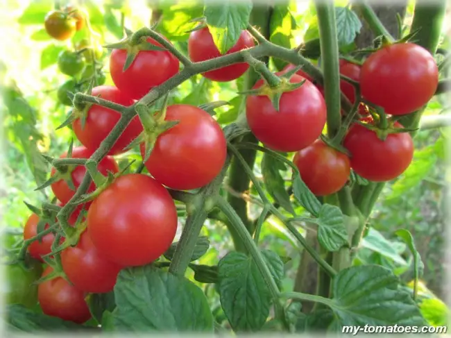 Особенности выращивания помидоров Чудо гроздь, посадка и уход