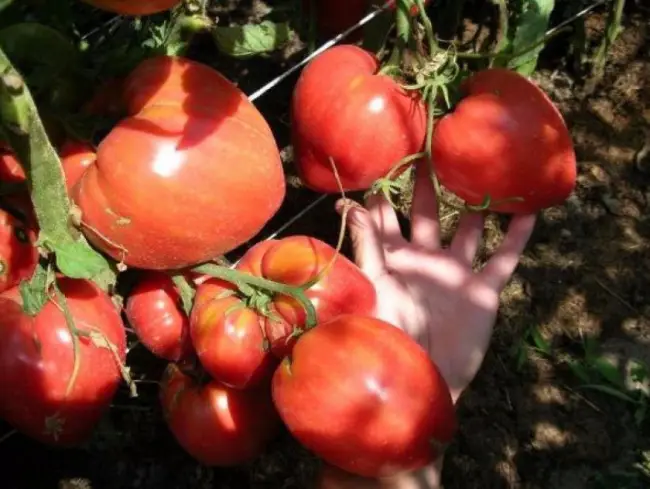 Посадка и уход за сортом томатов Чудо Земли