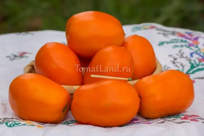 Описание и характеристика томата Янтарный кубок, отзывы, фото