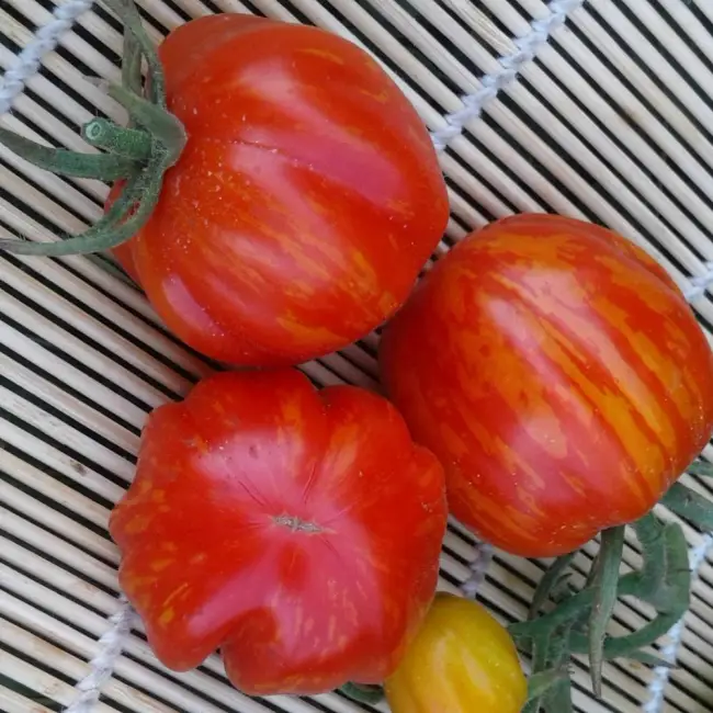 Особенности выращивания помидоров Шерхан, посадка и уход