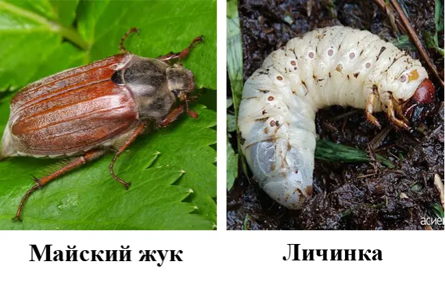 Какую опасность представляет майские жуки и их личинки