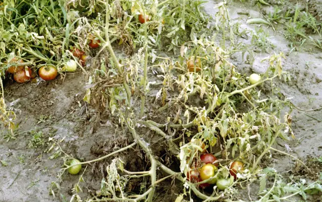Устойчивые к фузариозу сорта томатов