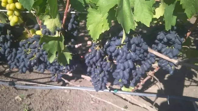 Уход за виноградником 