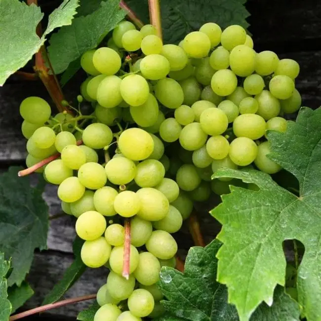 Описание сорта винограда Алешенькин