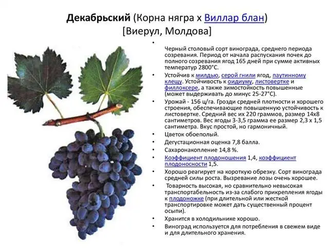 Описание сорта винограда Бархатный