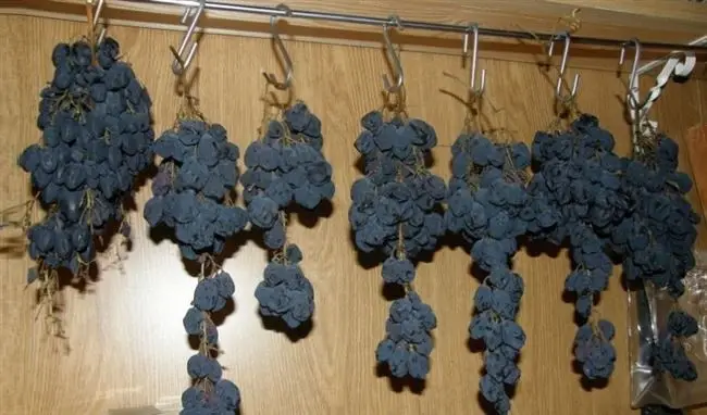 Как сохранить виноград на зиму в погребе. Хранение черенков винограда зимой