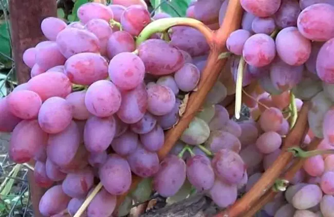 Биологическая характеристика винограда