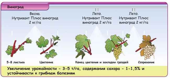 Как определить чего не хватает винограду