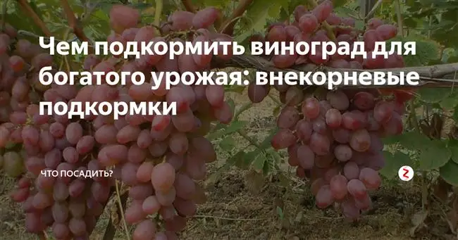 Чем подкормить виноград в июне для хорошего урожая
