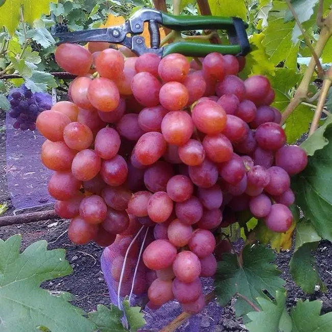 Плюсы и минусы винограда Анюта
