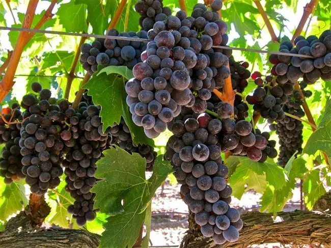 Описание сорта винограда Асма черная