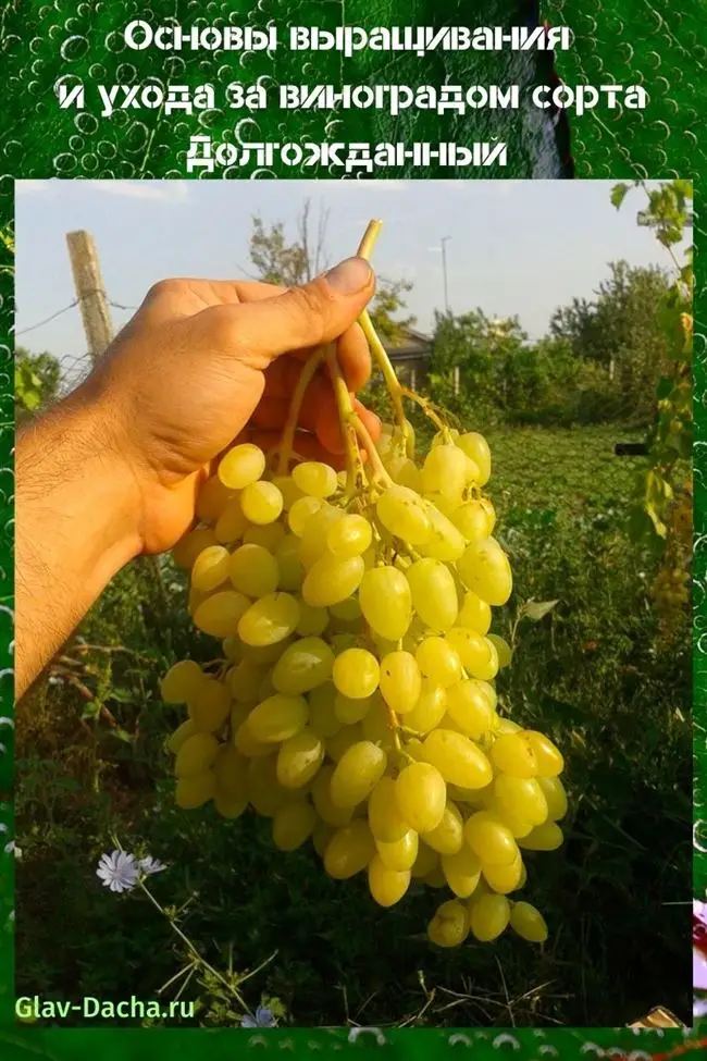 Виноград сорта Долгожданный – характеристика и описание