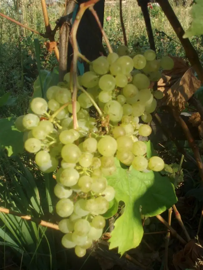 Плюсы и минусы винограда Жемчуг Сабо