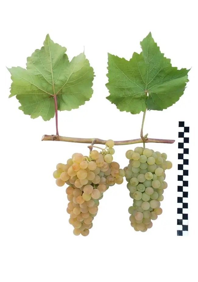 Как осуществлять уход за виноградом Платовский