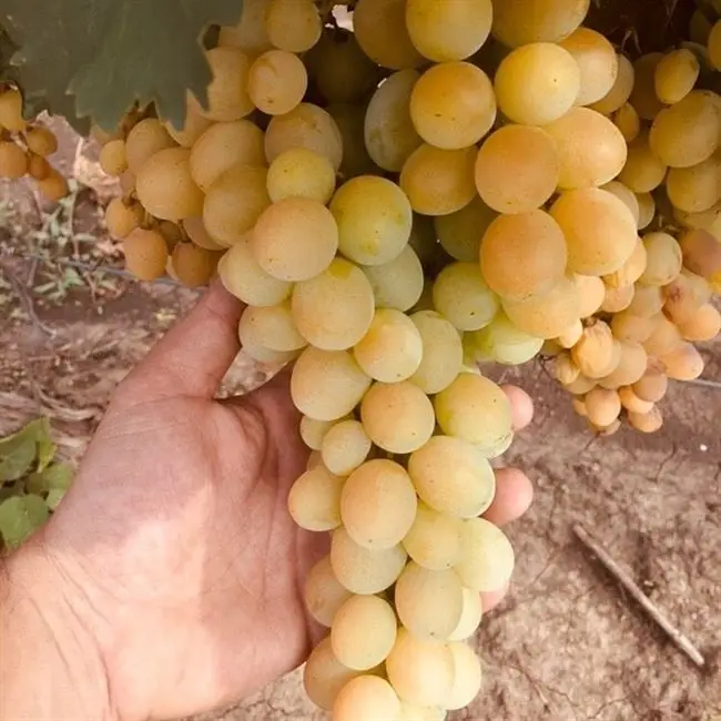 Виноград мускат италия - описание сорта