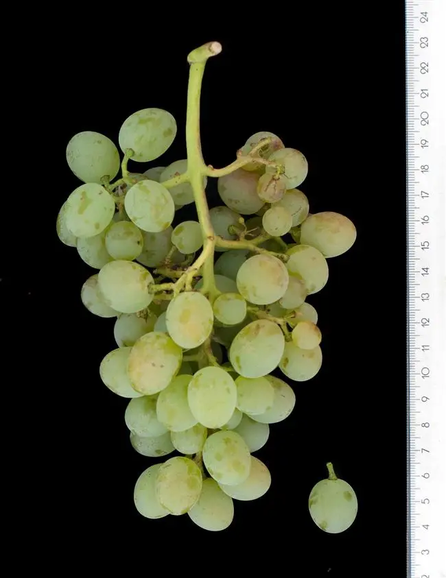 Описание сорта винограда Кокур белый