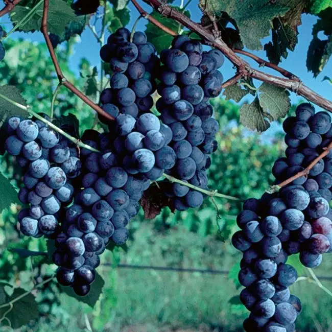Описание винограда Русский Конкорд