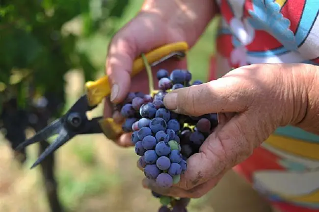 Особенности ухода за виноградом Кубань 