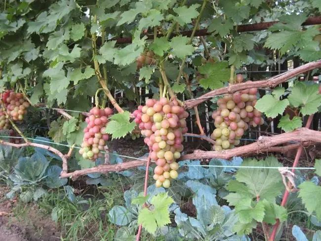 Отзывы виноградарей о винограде Ливия