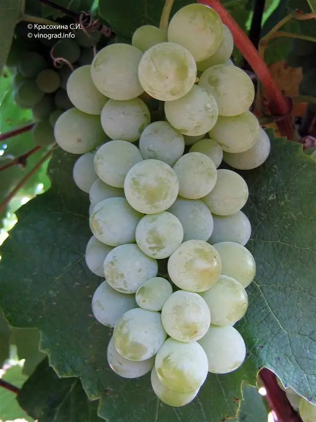 Описание сорта винограда Мадлен ананасный