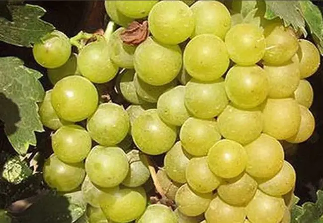 Плюсы и минусы сорта винограда Московский безукрывной