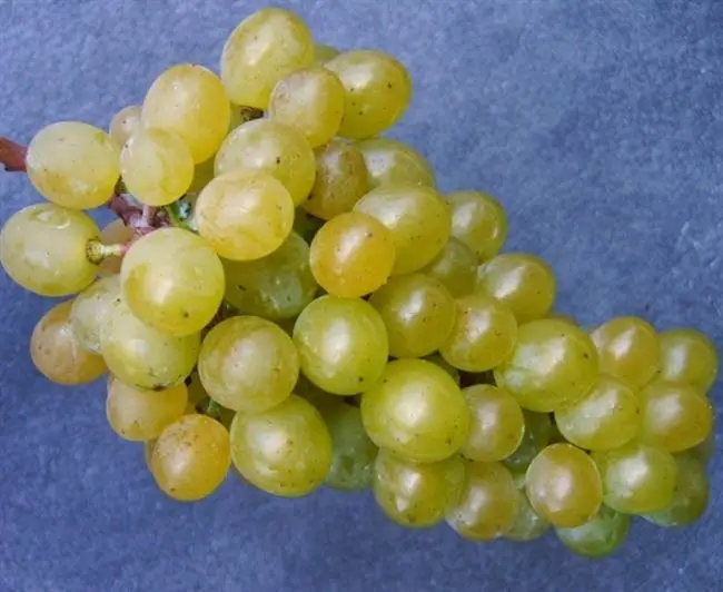 Характеристика винограда