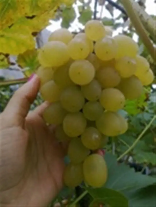 Описание винограда Московский Белый