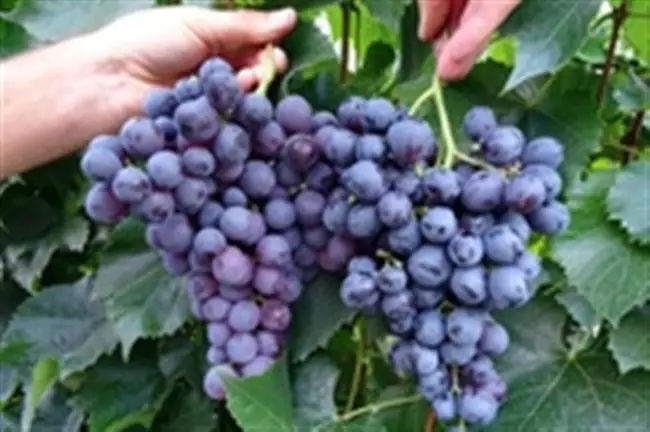 Описание сорта винограда Московский черный