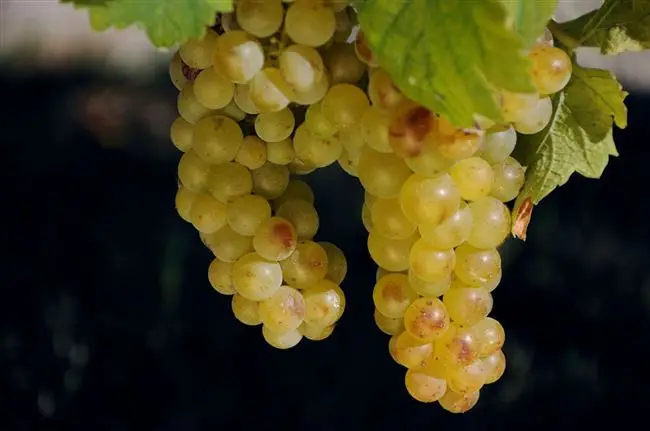 Описание винограда Мускат белый